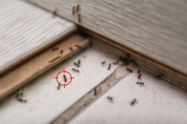 Bridgeport, WA Pest Control Company
