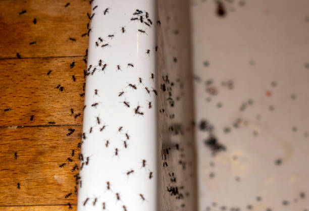 Best Mosquito Control Services  in Bridgeport, WA