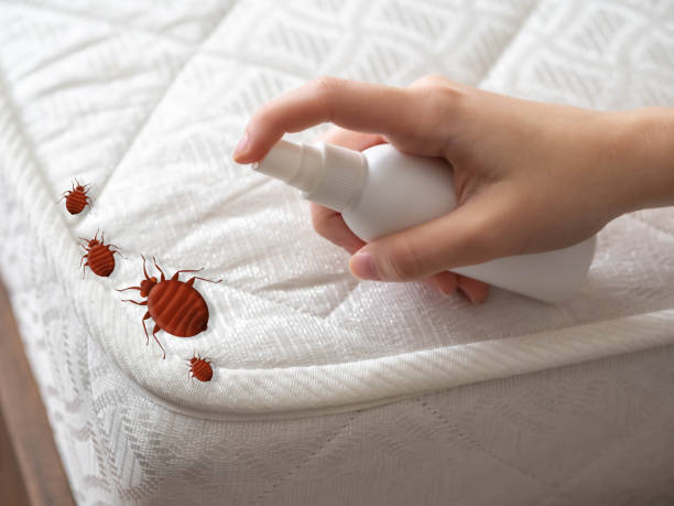 Flea Control Services in Bridgeport, WA
