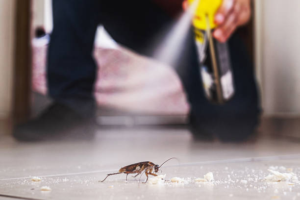 Insect Control in Bridgeport, WA